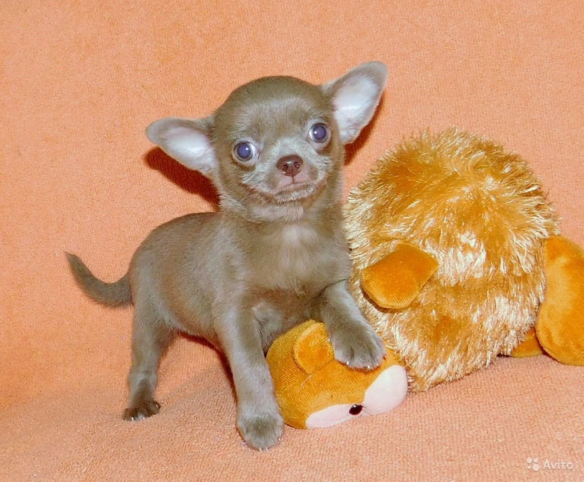 Лиловый французский бульдог