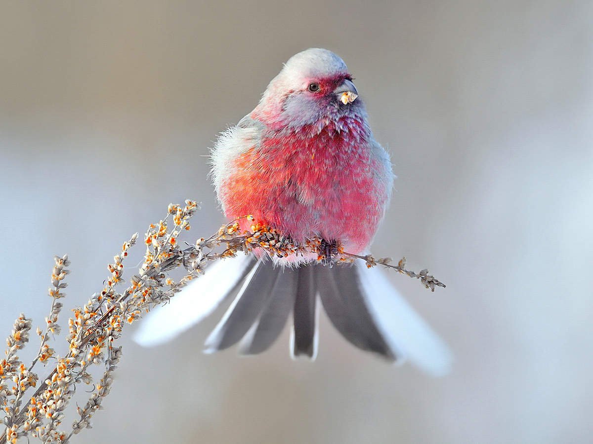 Балинезийский скворец