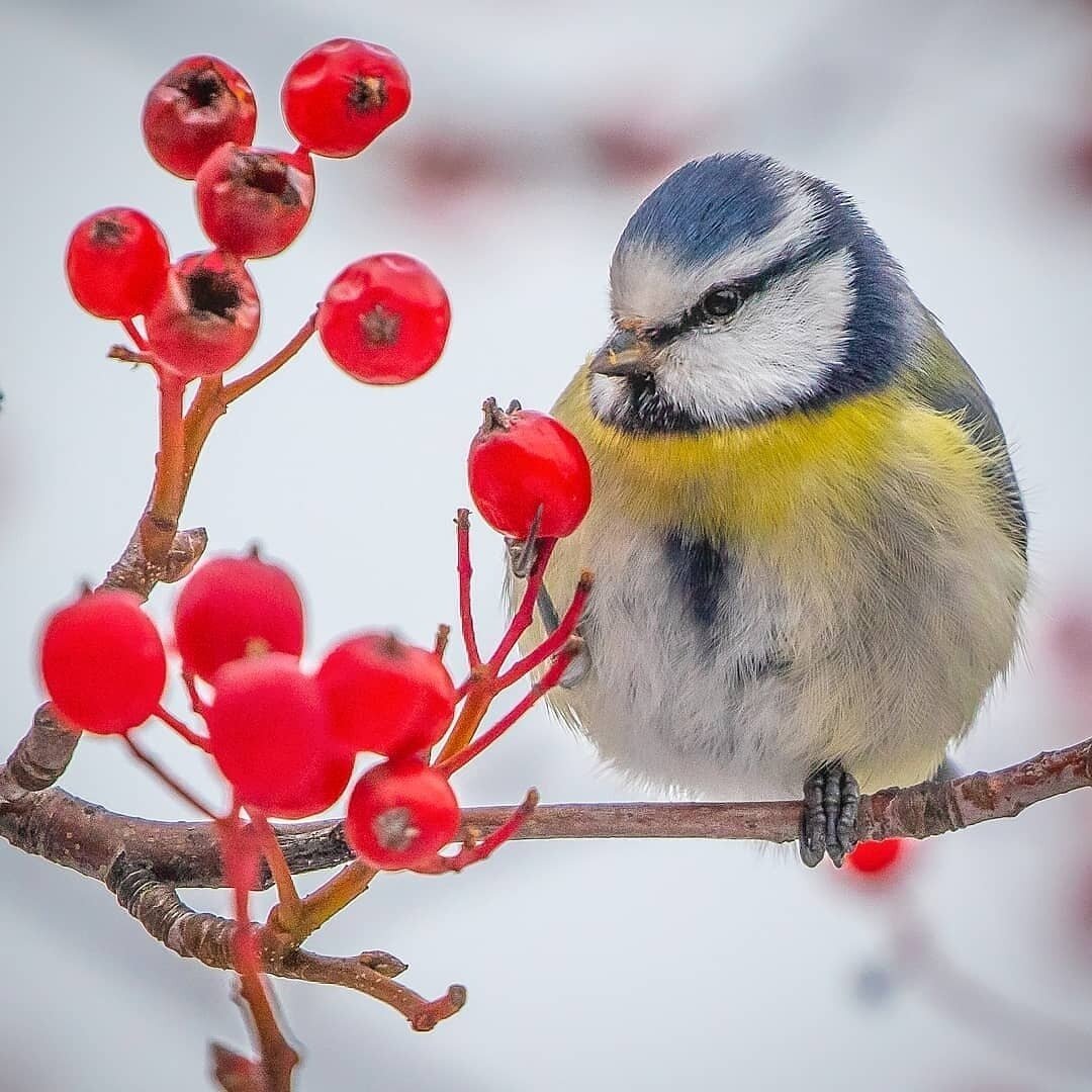 Красивый Снегирь