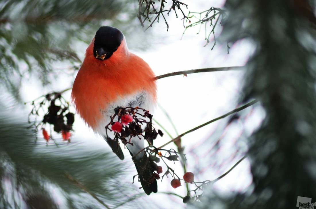 Голубая сизоворонка