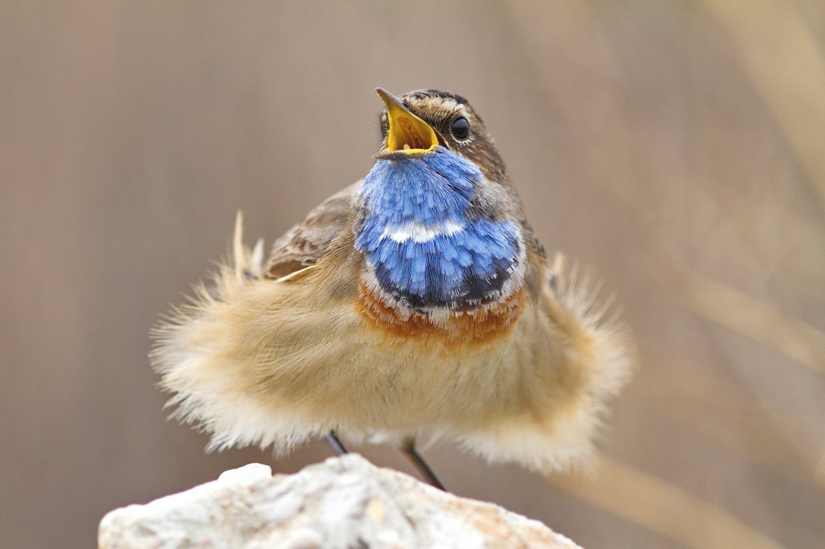 Североамериканская голубая Сойка