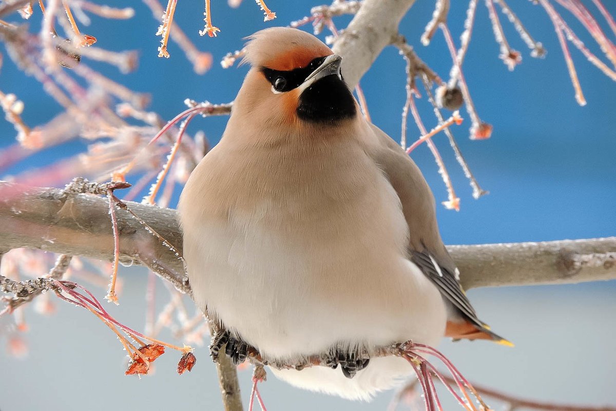Малиновка птица зимой