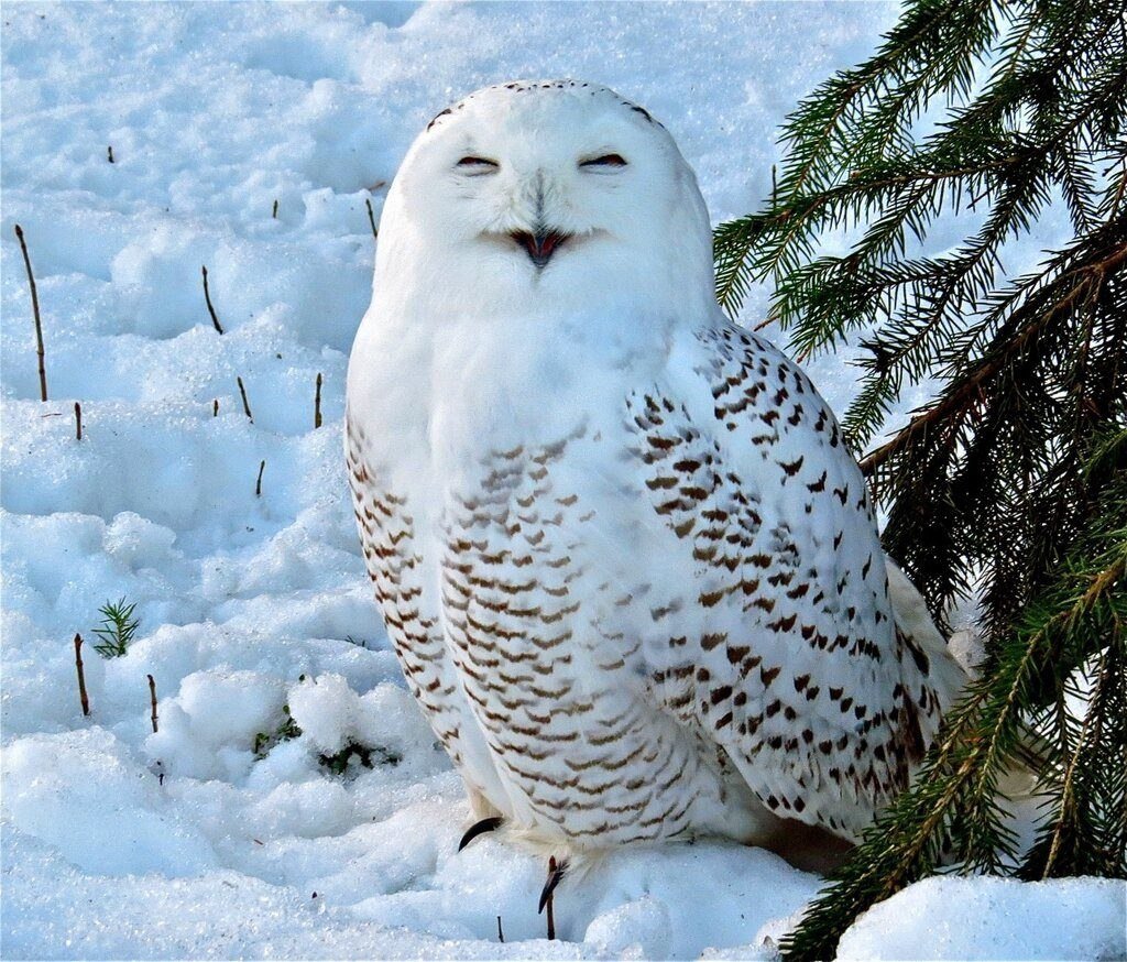 Королевский Павлин