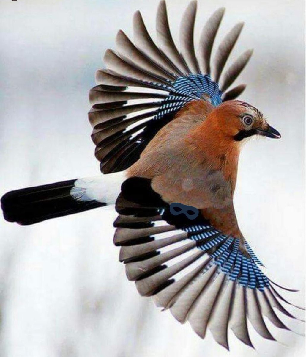 Длиннохвостая чечевица урагус