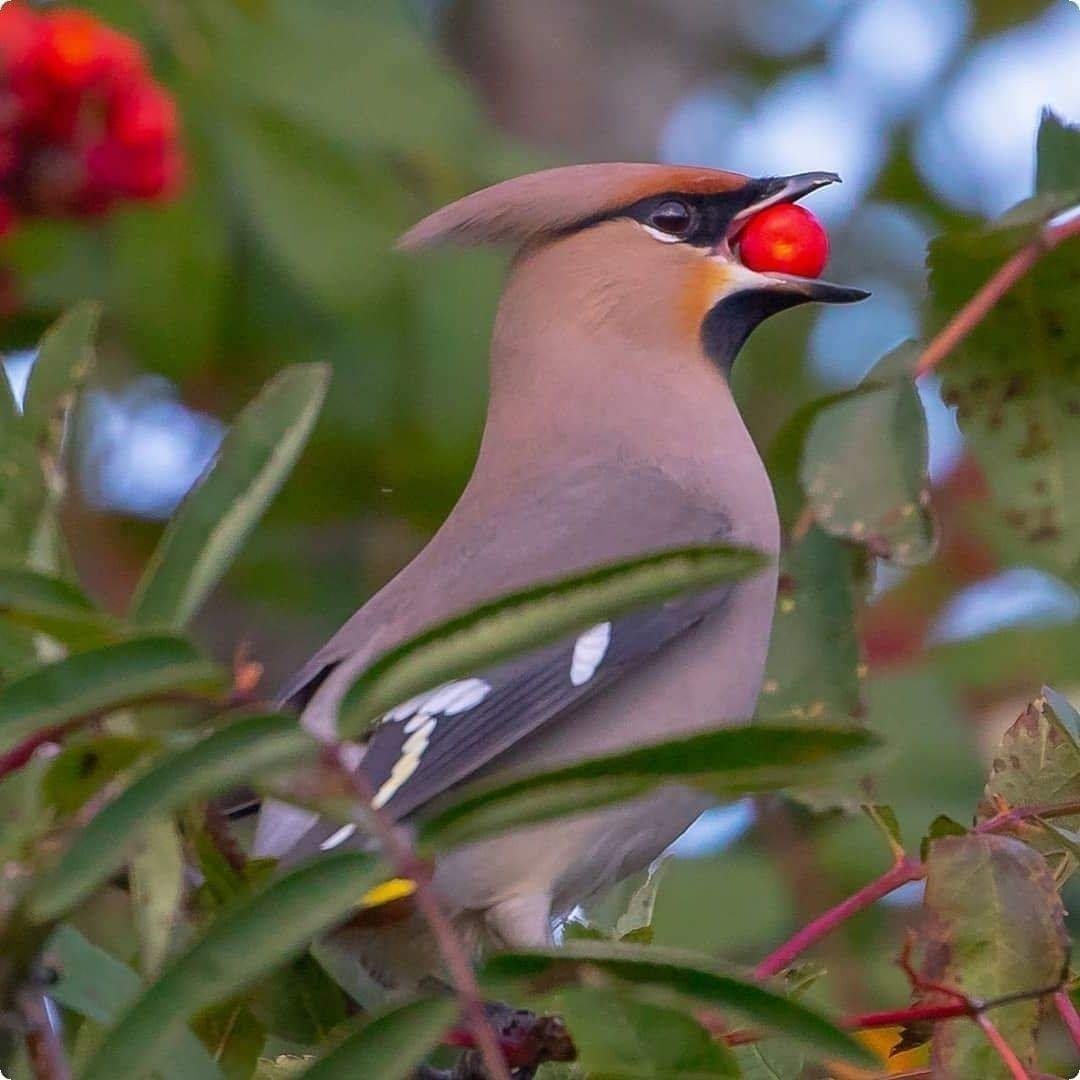 Зимние птицы свиристель