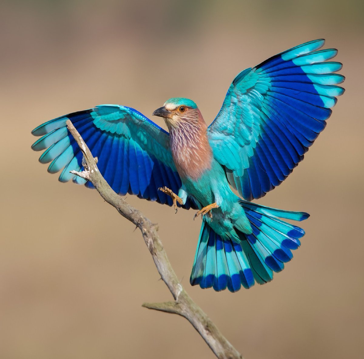 Милая красивая птичка