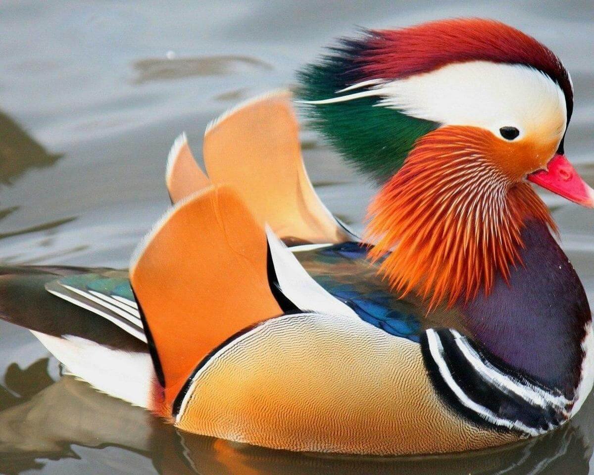 Виды пернатых