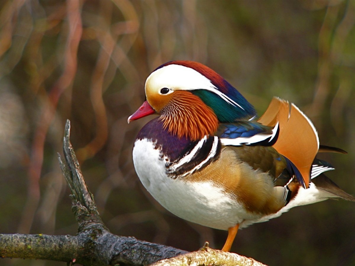 Птица Сойка Крымская