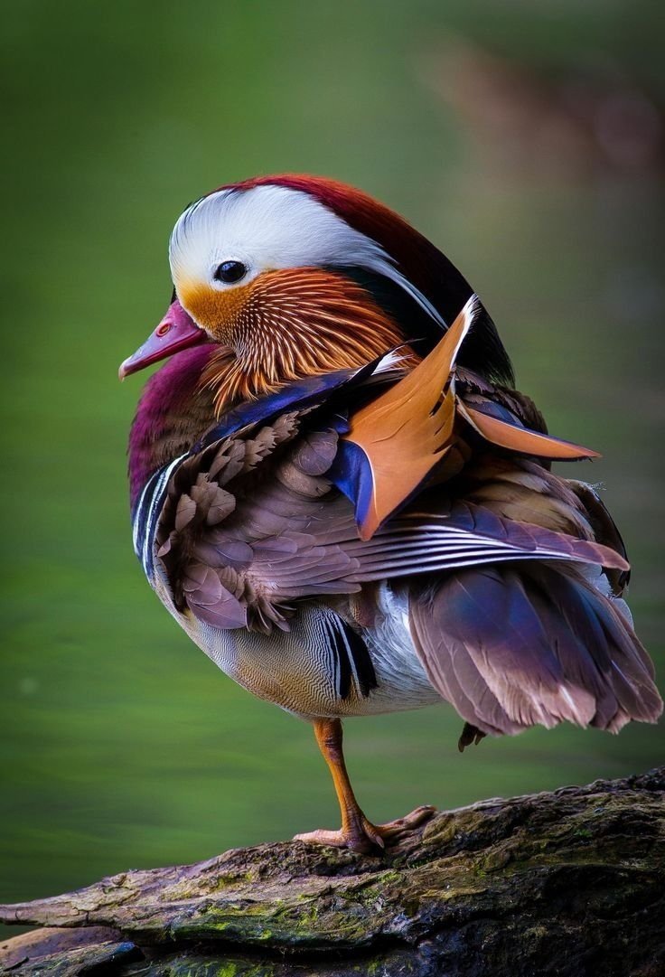 Сиреневогрудая сизоворонка птица