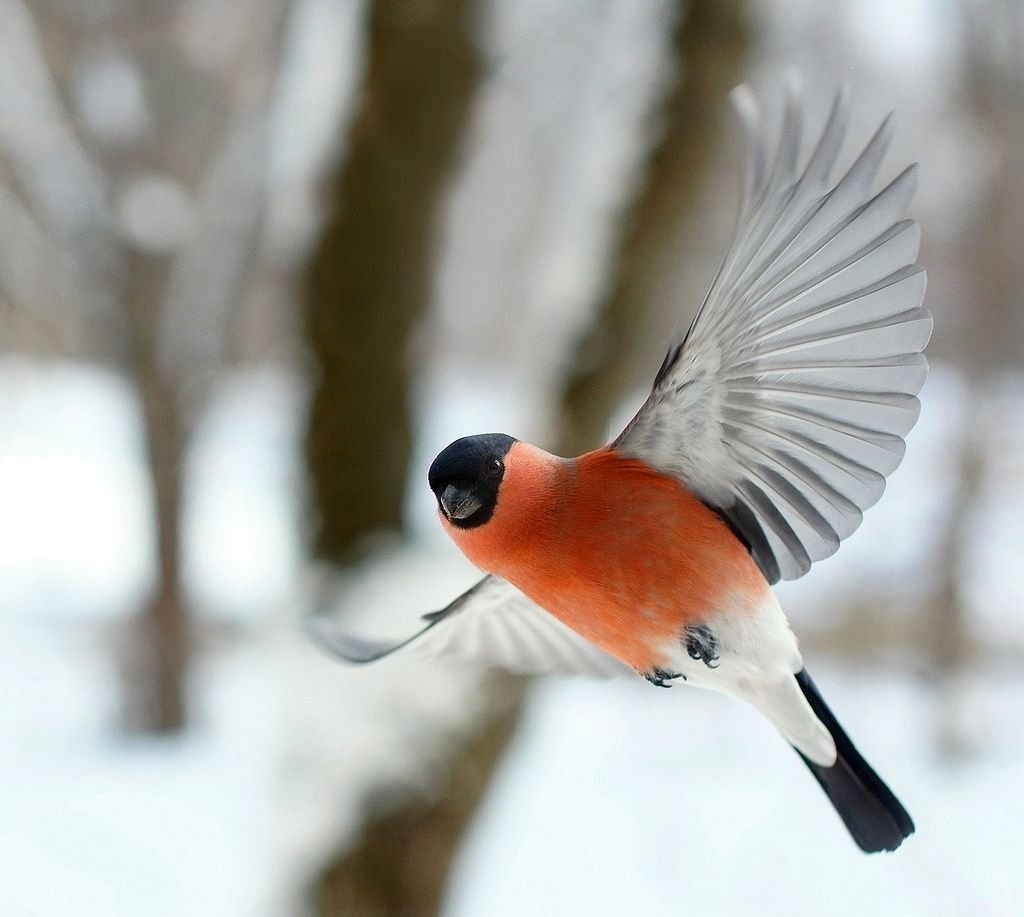 Свиристель обыкновенный (Bombycilla garrulus)