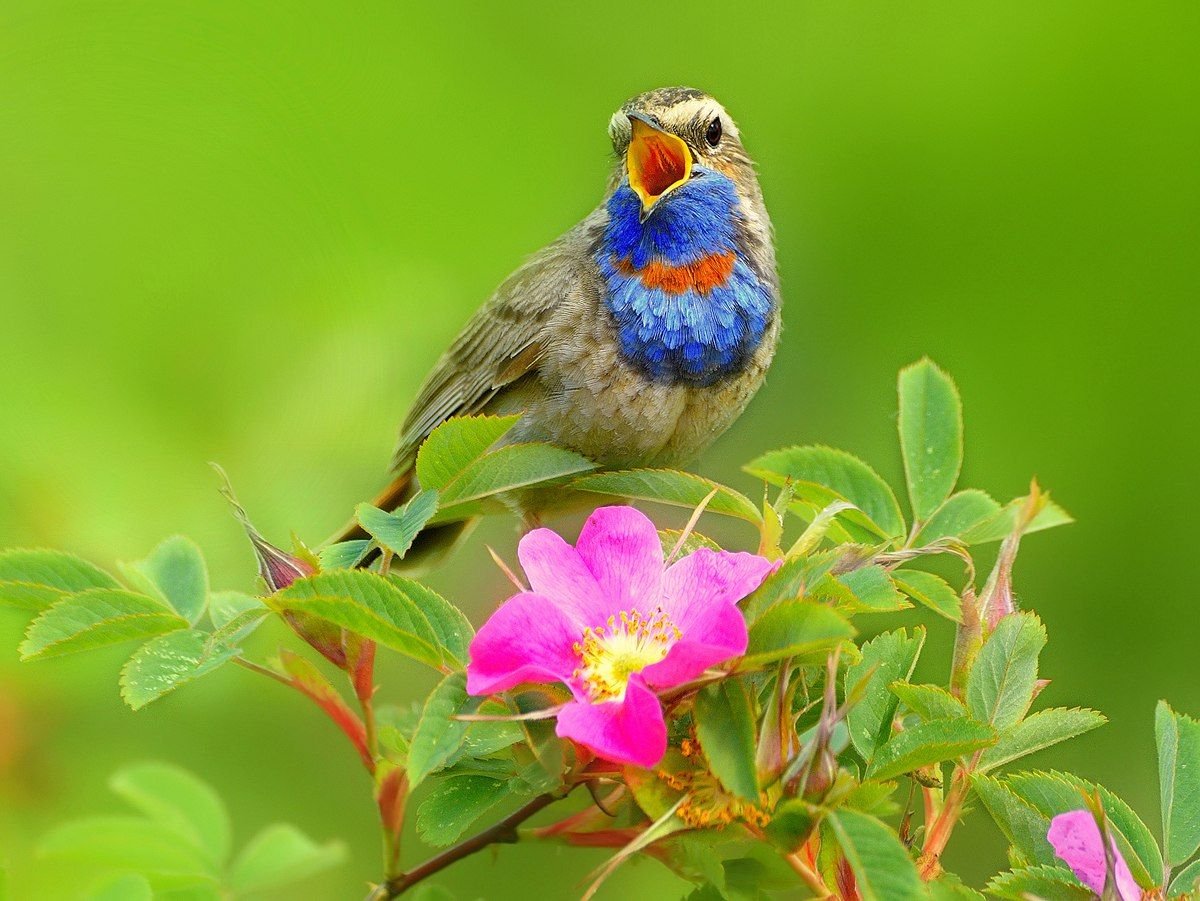 Свиристель и красный Кардинал