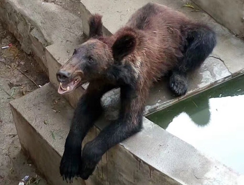 Худой медведь