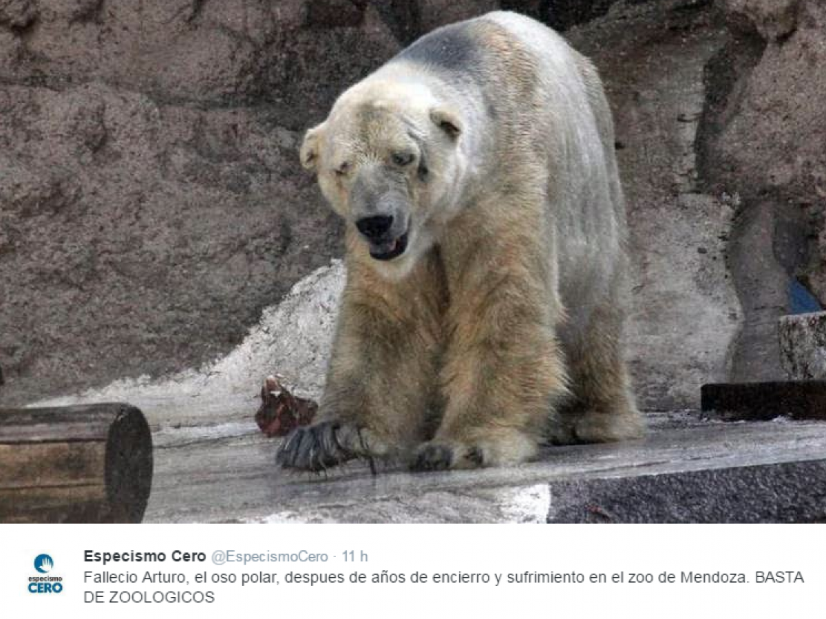 Артуро белый медведь