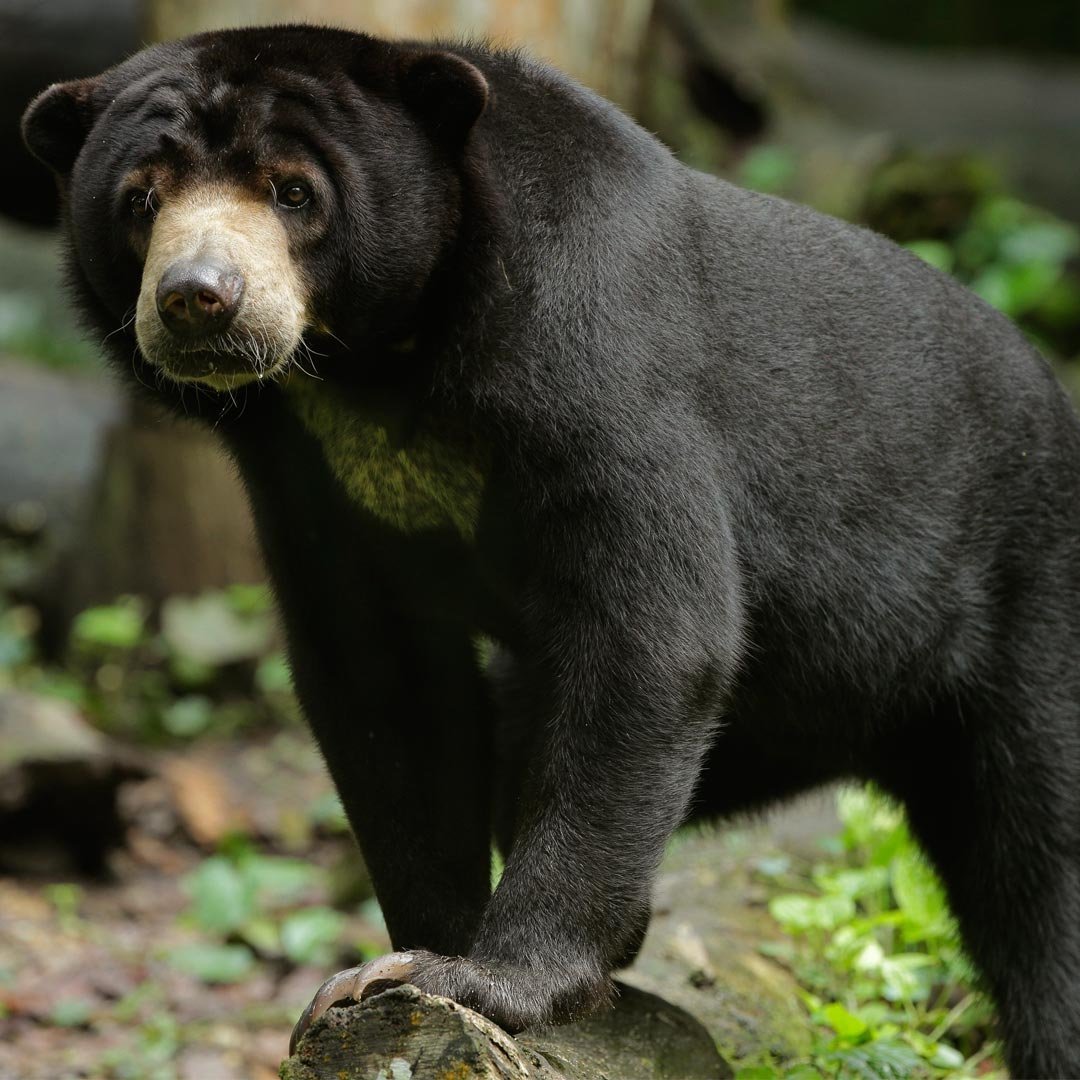 Бируанг или малайский медведь