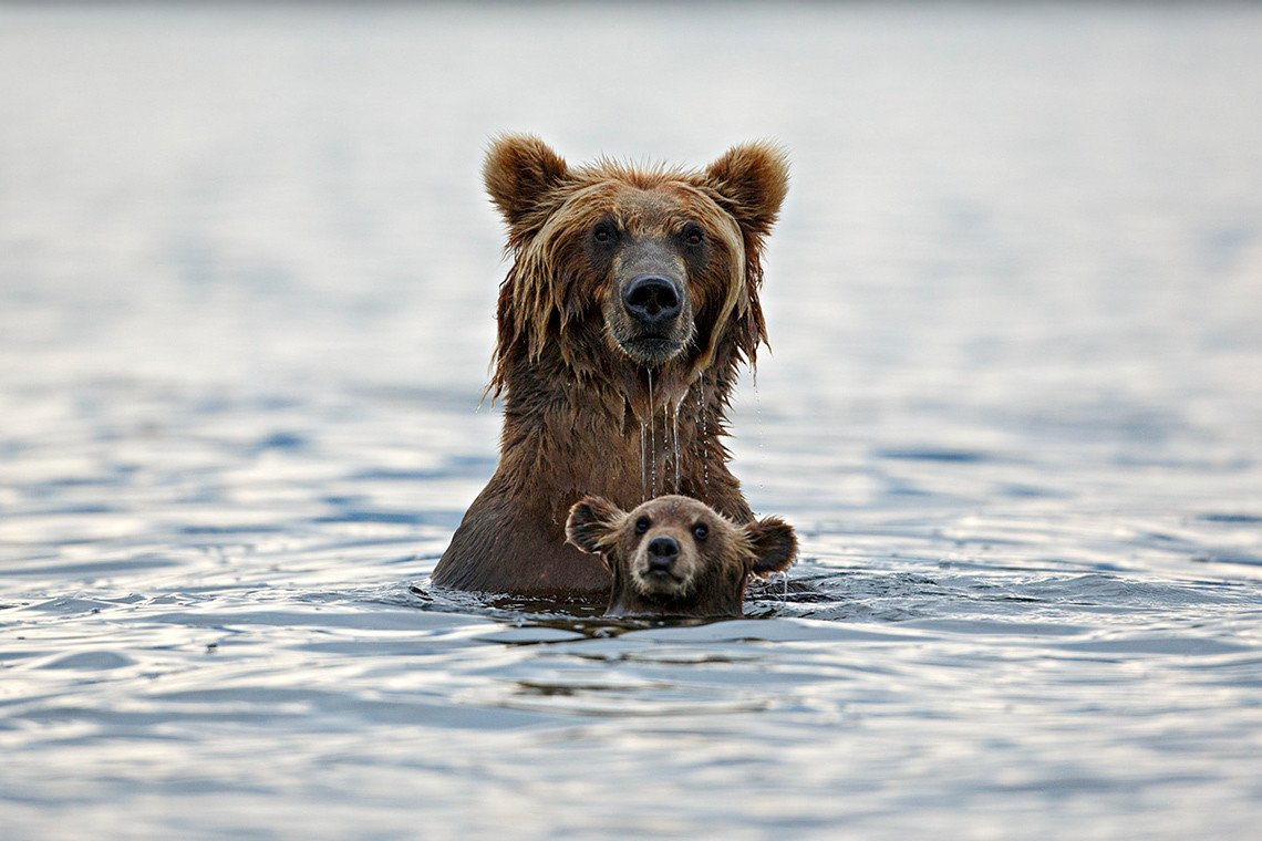 Медведь плывет