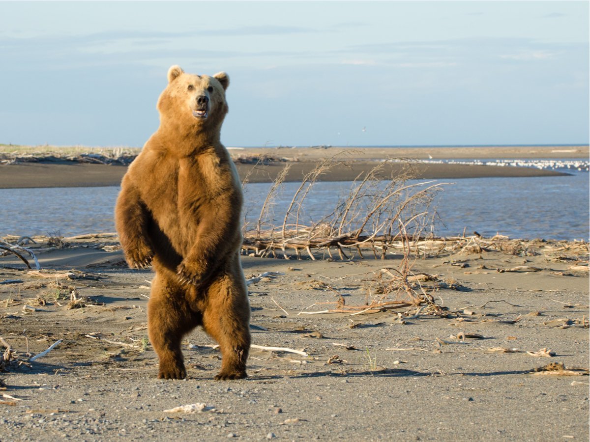 Медведь на задних лапах