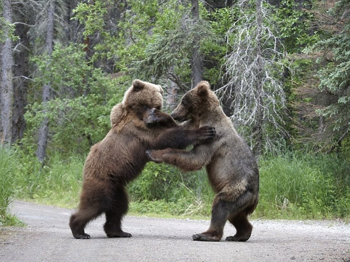 Два медведя