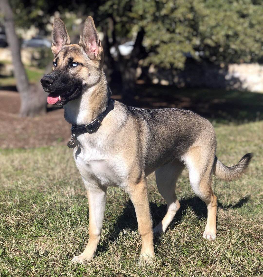 Метис бельгийской овчарки