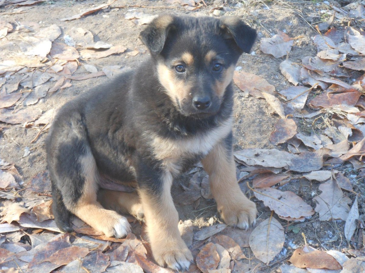 Щенок Метиз овчарки и лайки