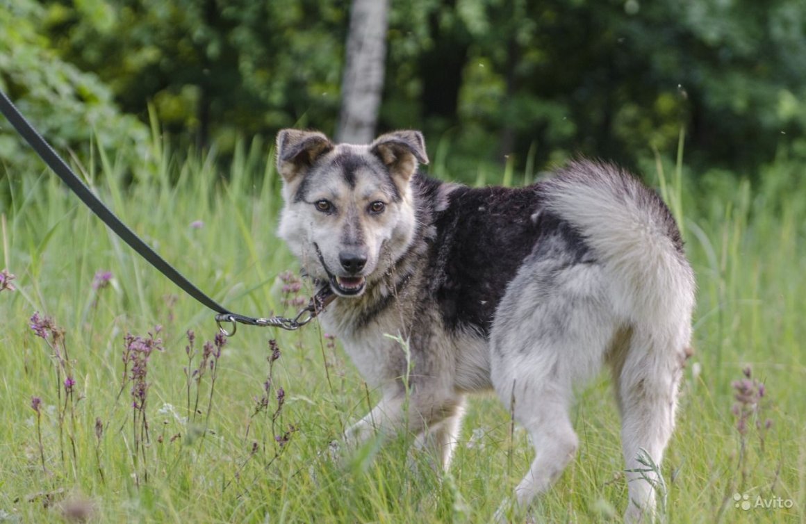 Лайка волкодав