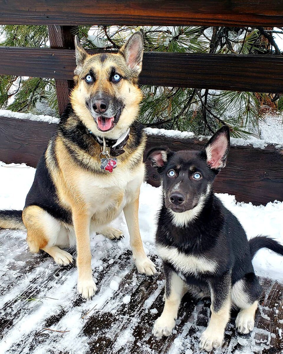 Герберийский шепски