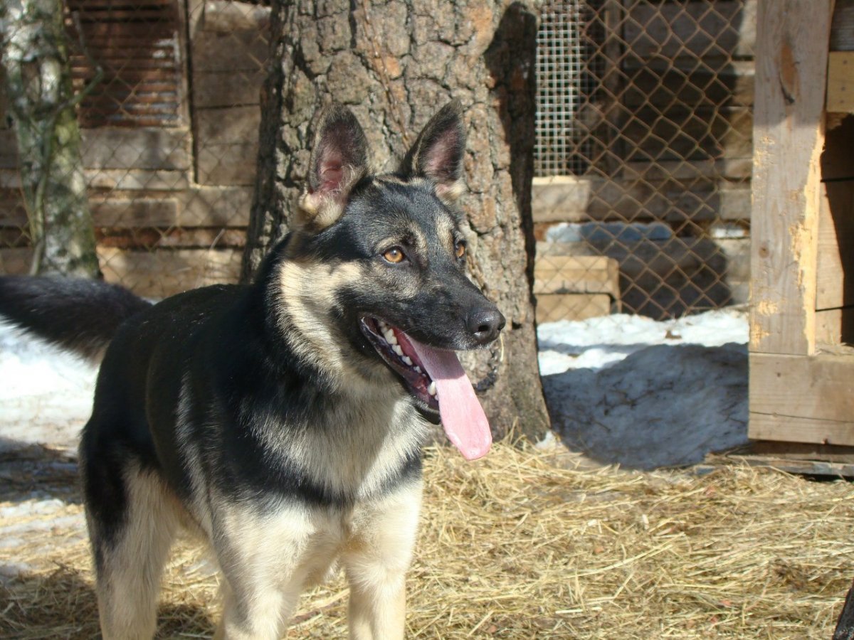 Метис Восточно европейской овчарки