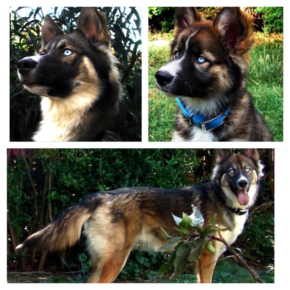 Гибрид сибирской хаски и немецкий овчарка