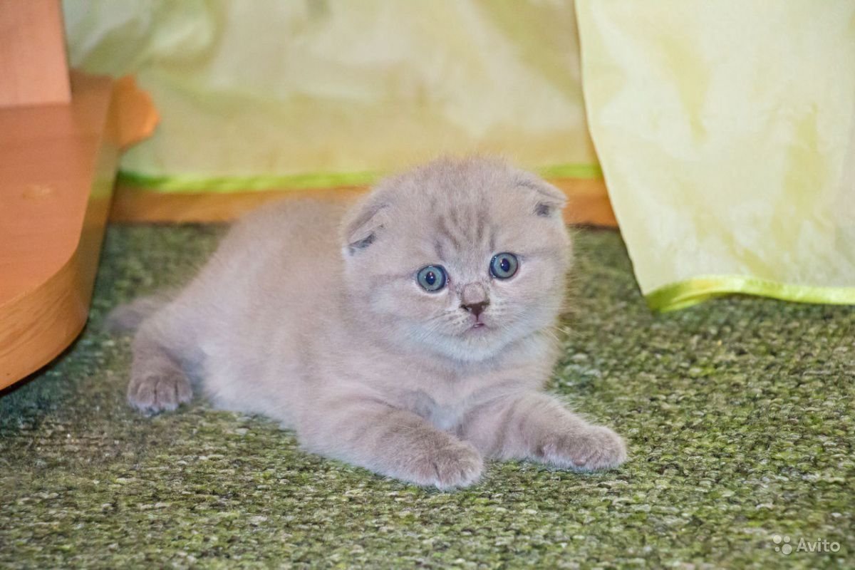 Котята Шотландские вислоухие лиловые