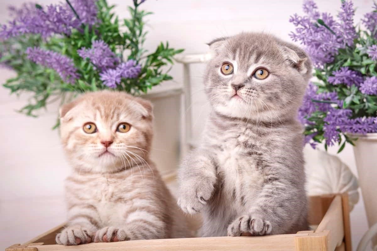 Шотландская прямоухая лиловая