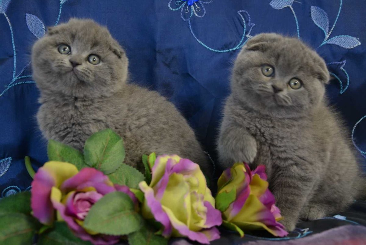 Британская короткошёрстная кошка