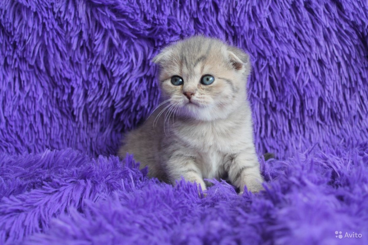 Вязка кошек