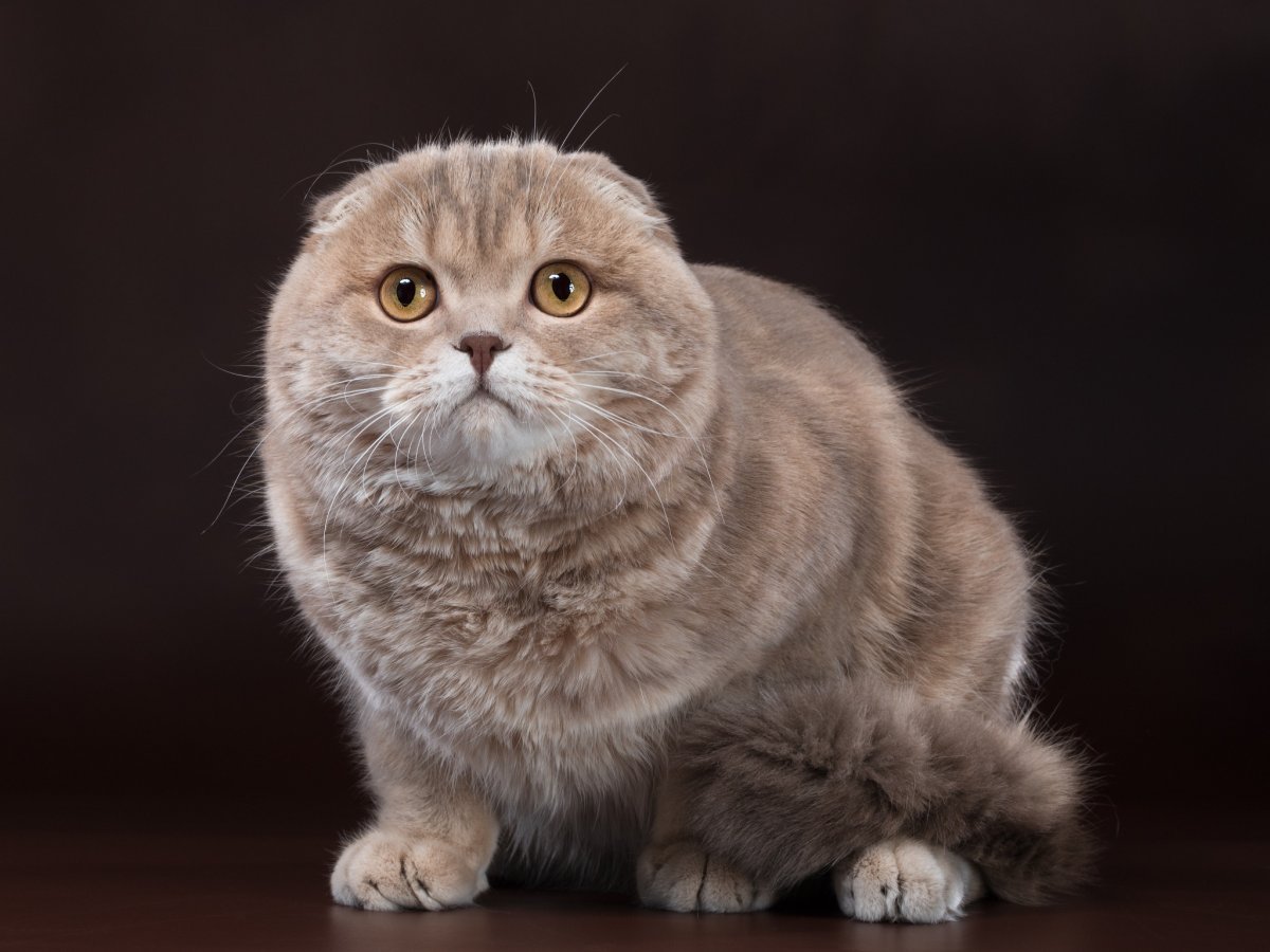 Скоттиш страйт лиловый мрамор