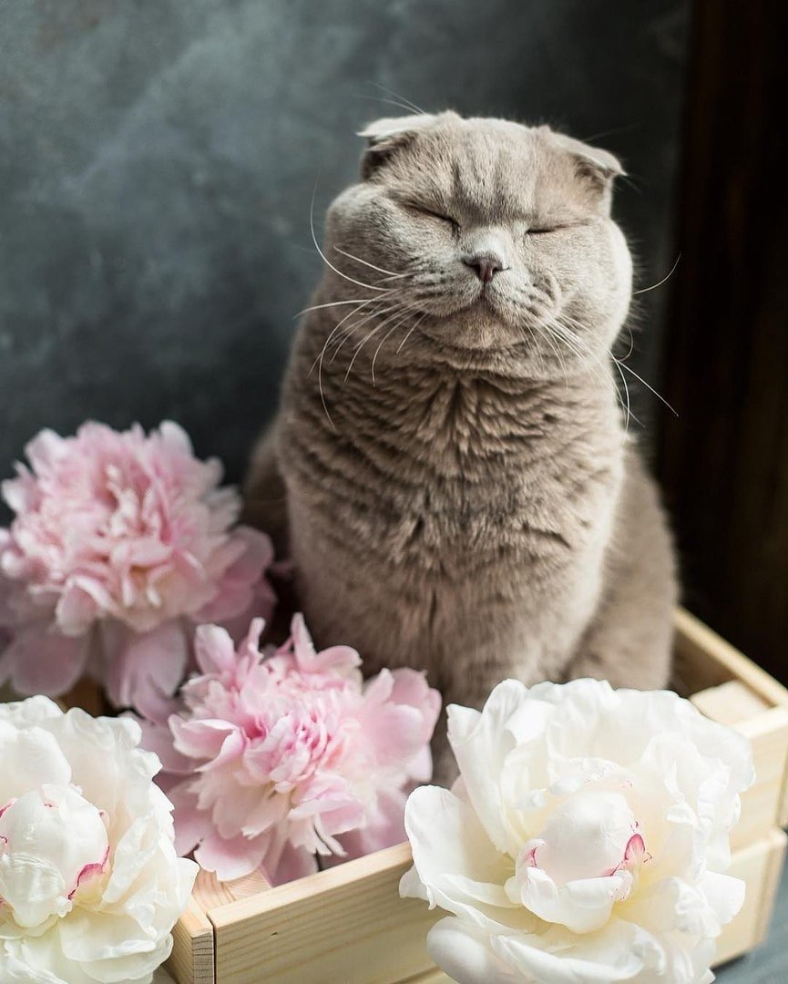 Малыши Шотландские кошки