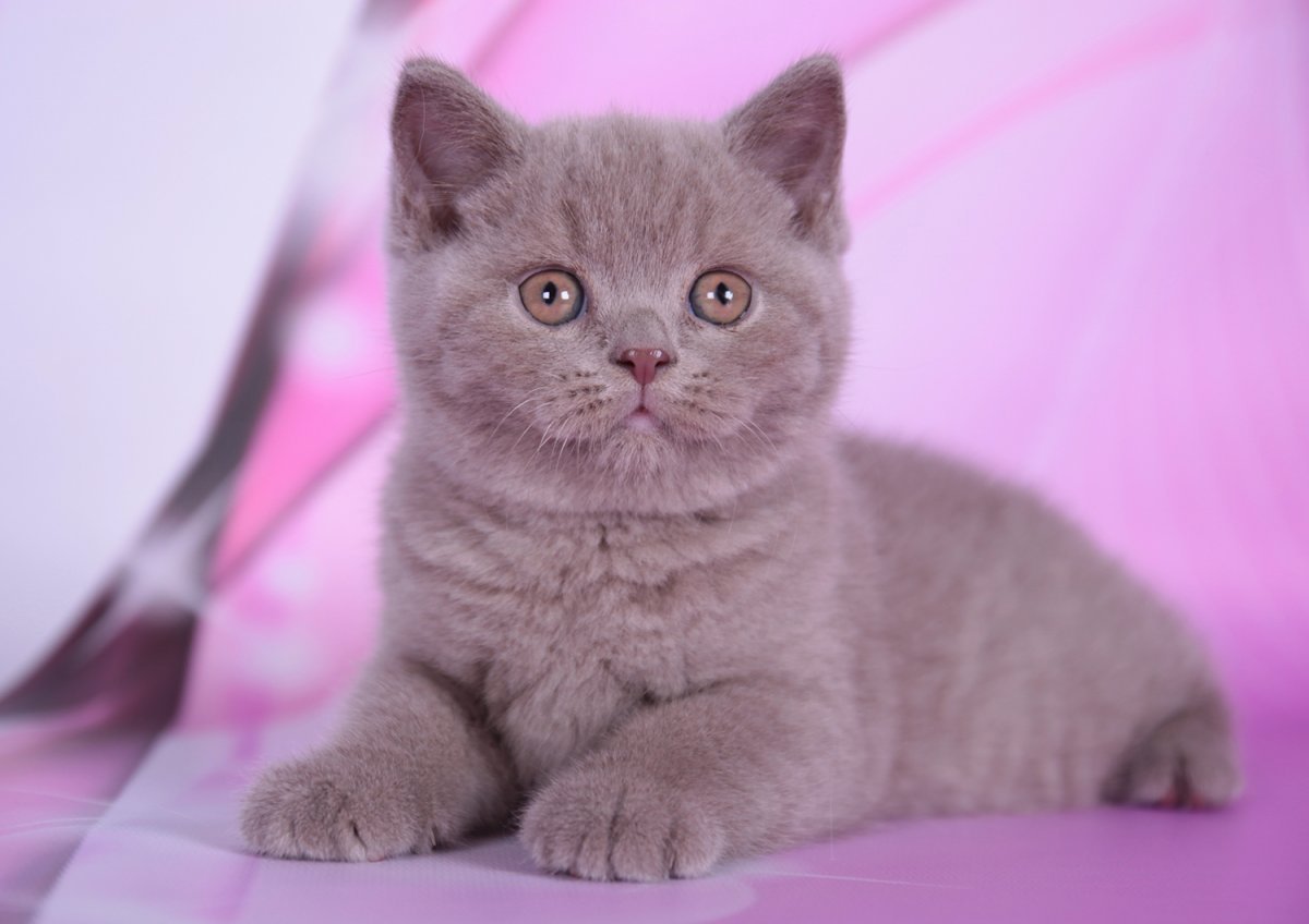 British Shorthair Lilac tabby