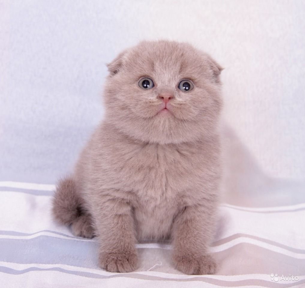 Скоттиш фолд камео