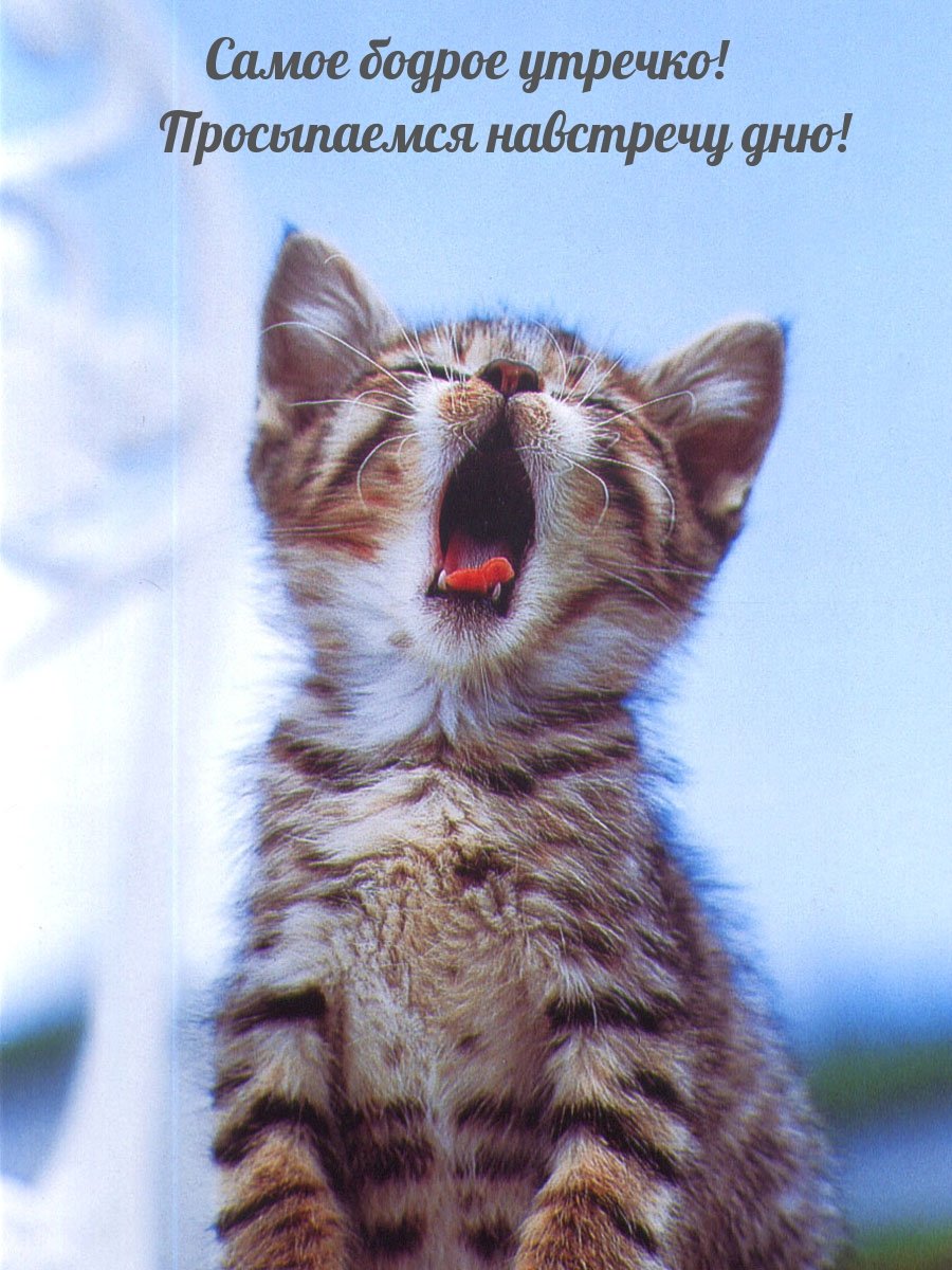 Кричащие коты