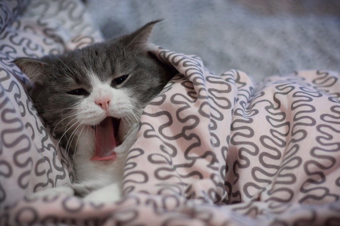 Кошка проснулась