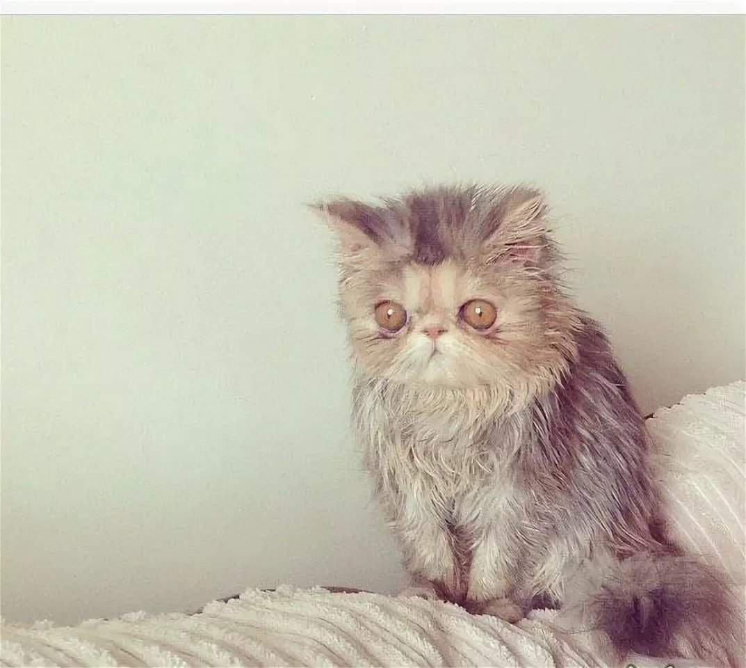 Кот не выспался