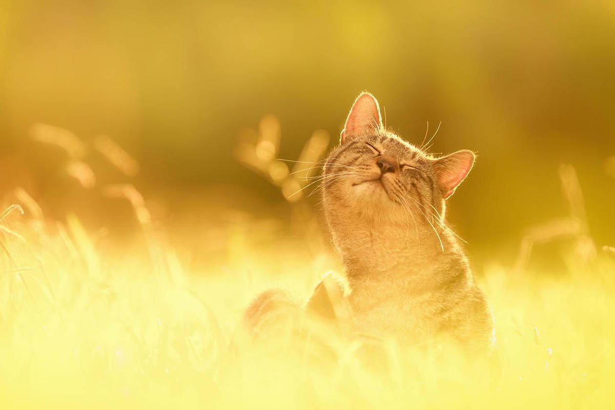 Счастливый кот