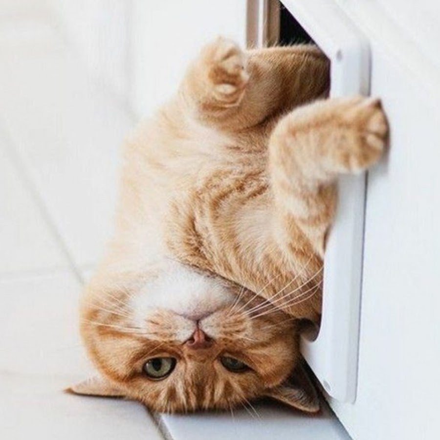 Шкодные кошки