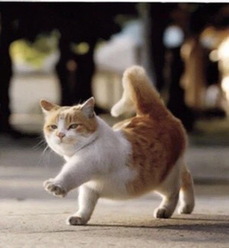 Кот в полете