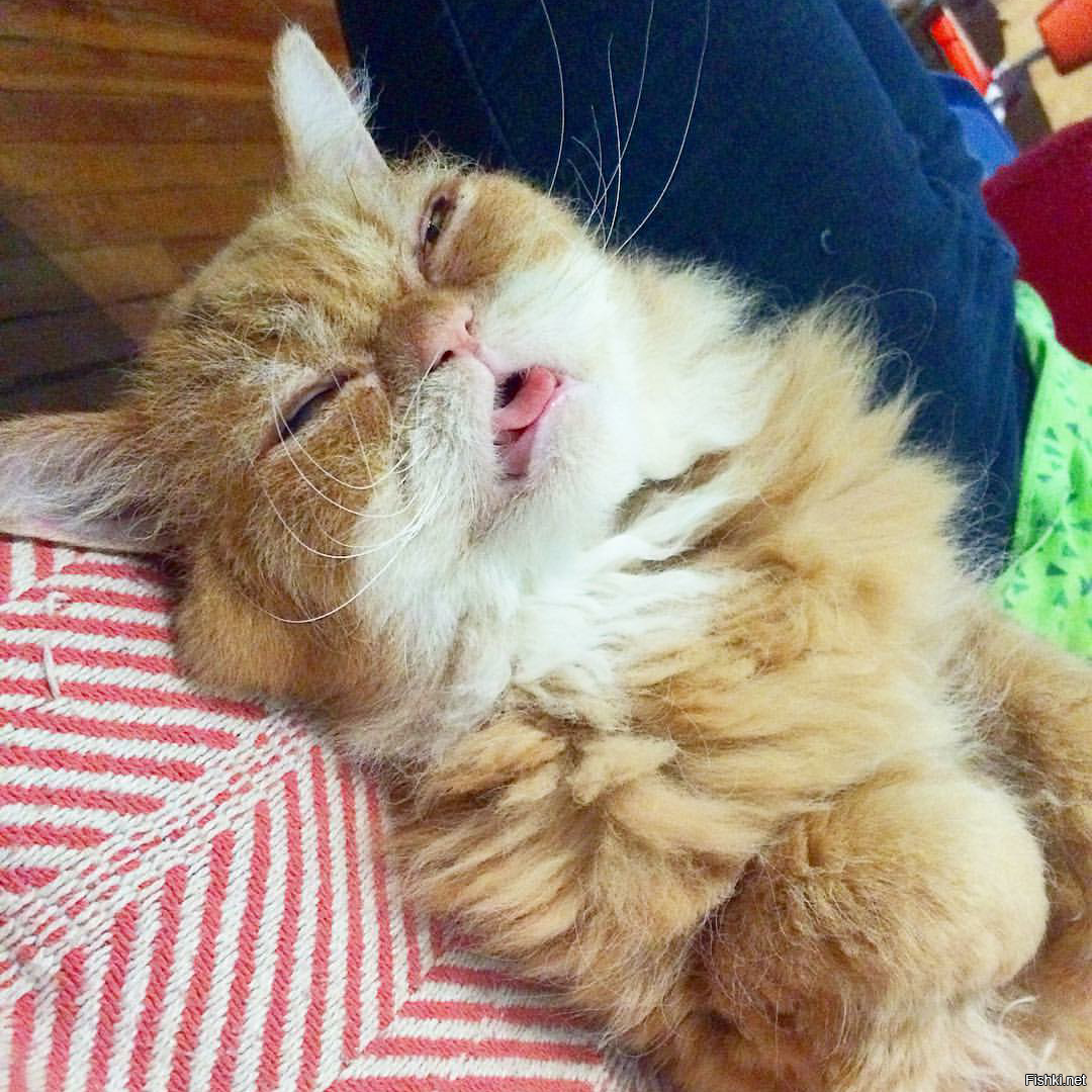 Котик не может проснуться