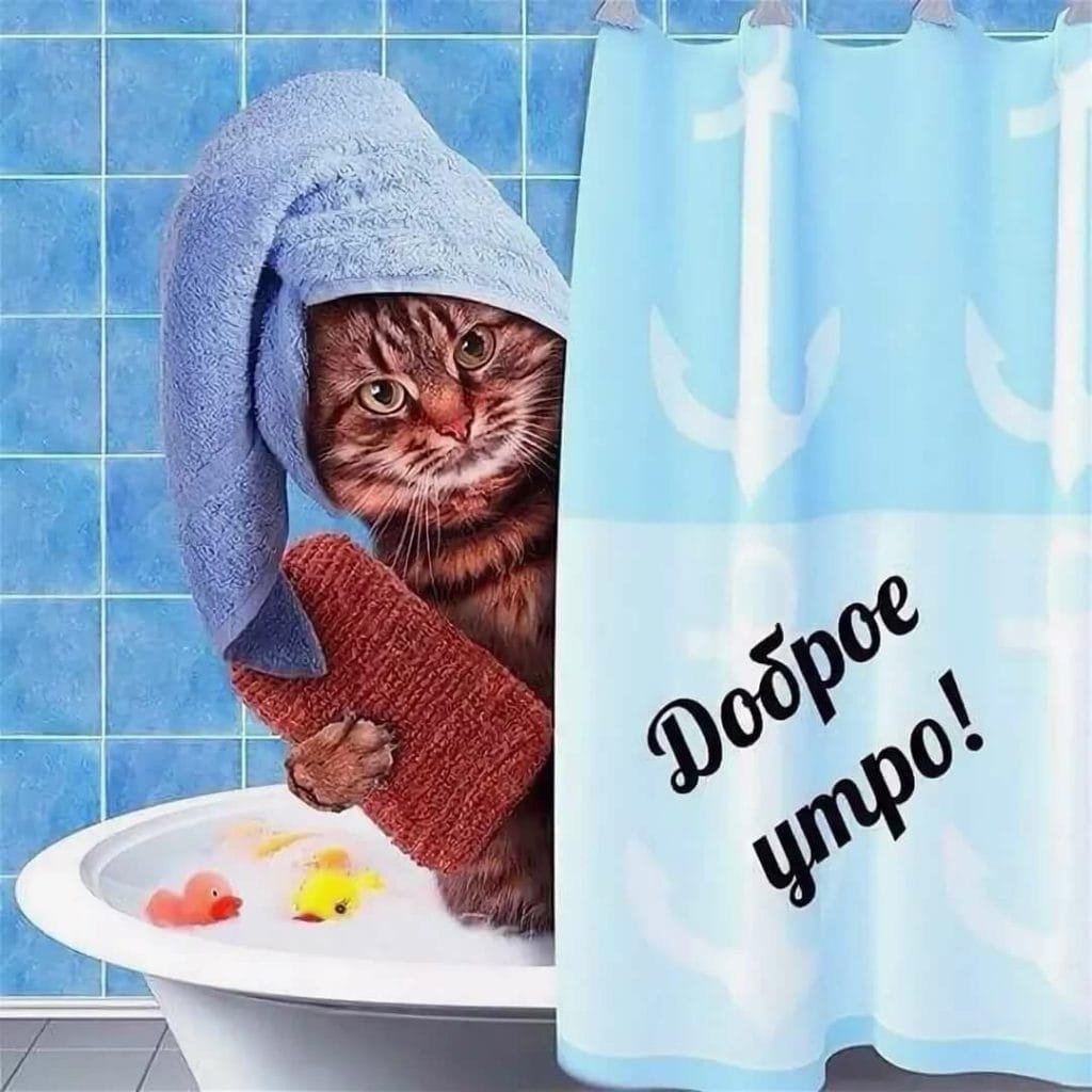 Кот в прыжке дома