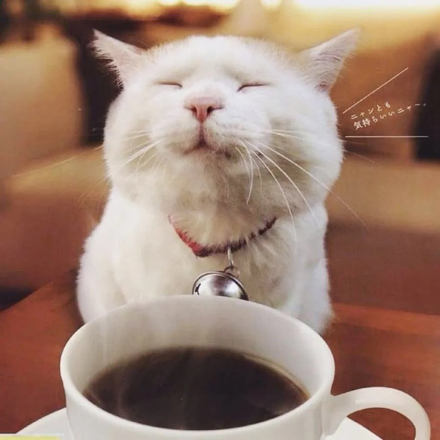 Кот пьет кофе