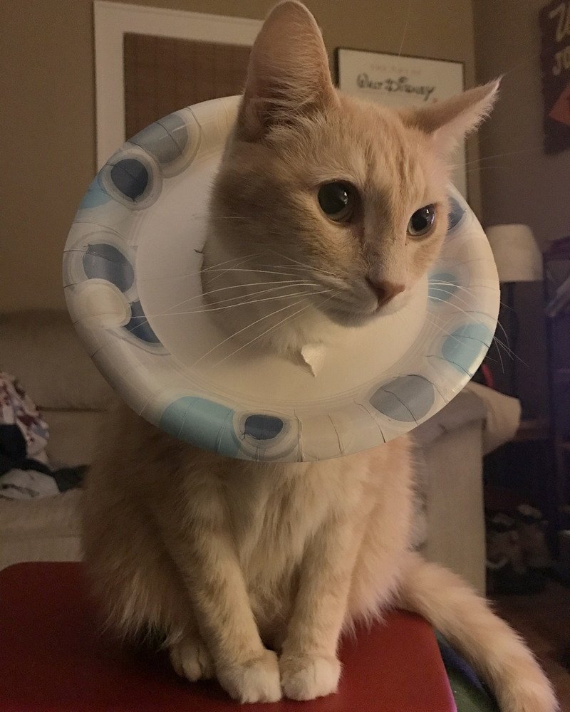 Послеоперационный воротник для кошек