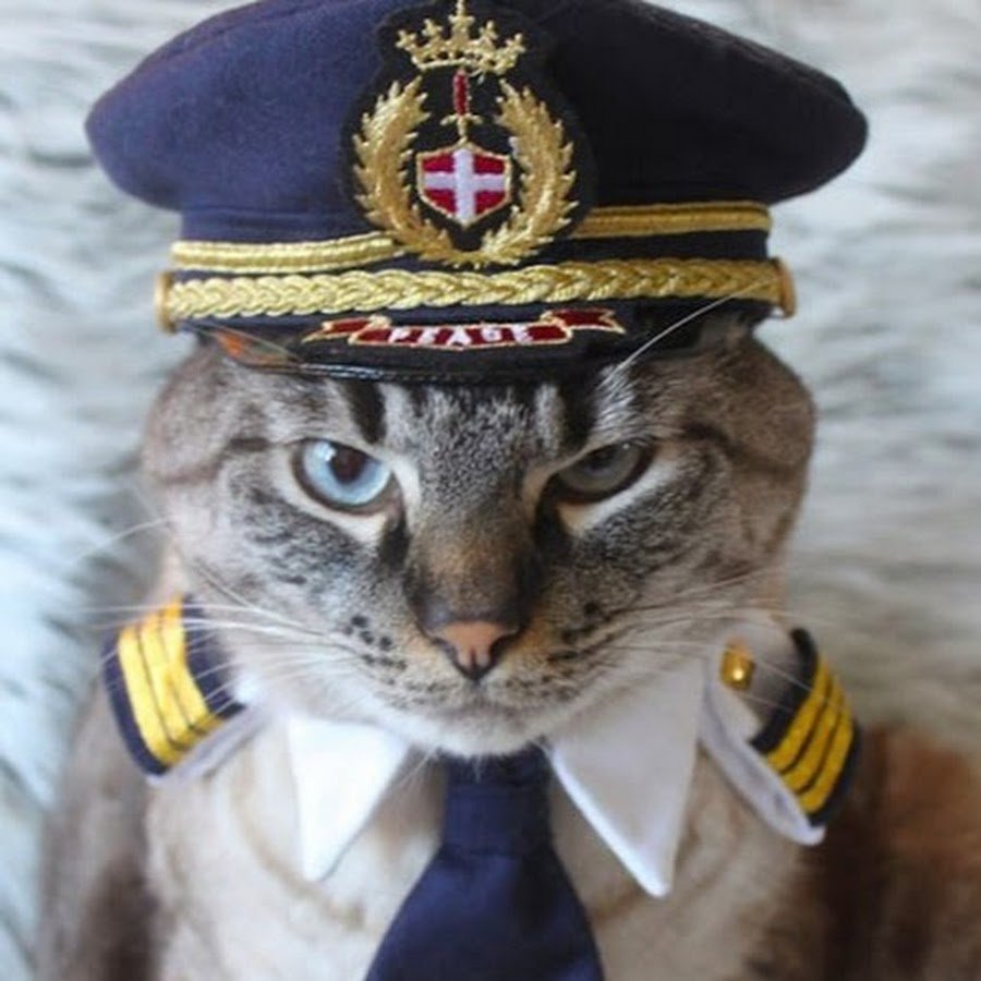 Кот в армейской форме