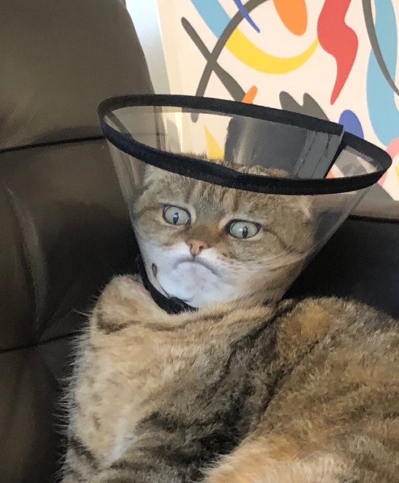 Кот в защитном воротнике