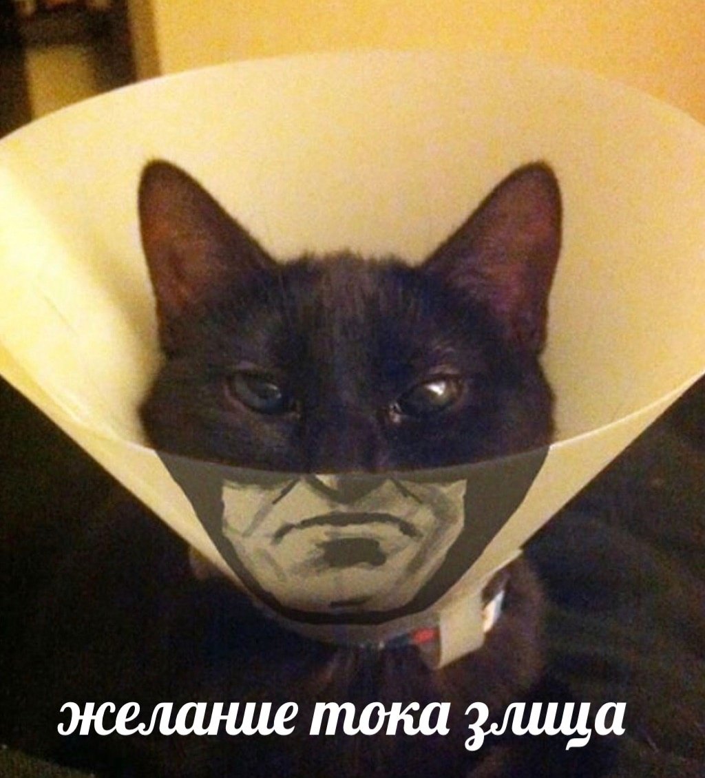 Кот в маске Бэтмена