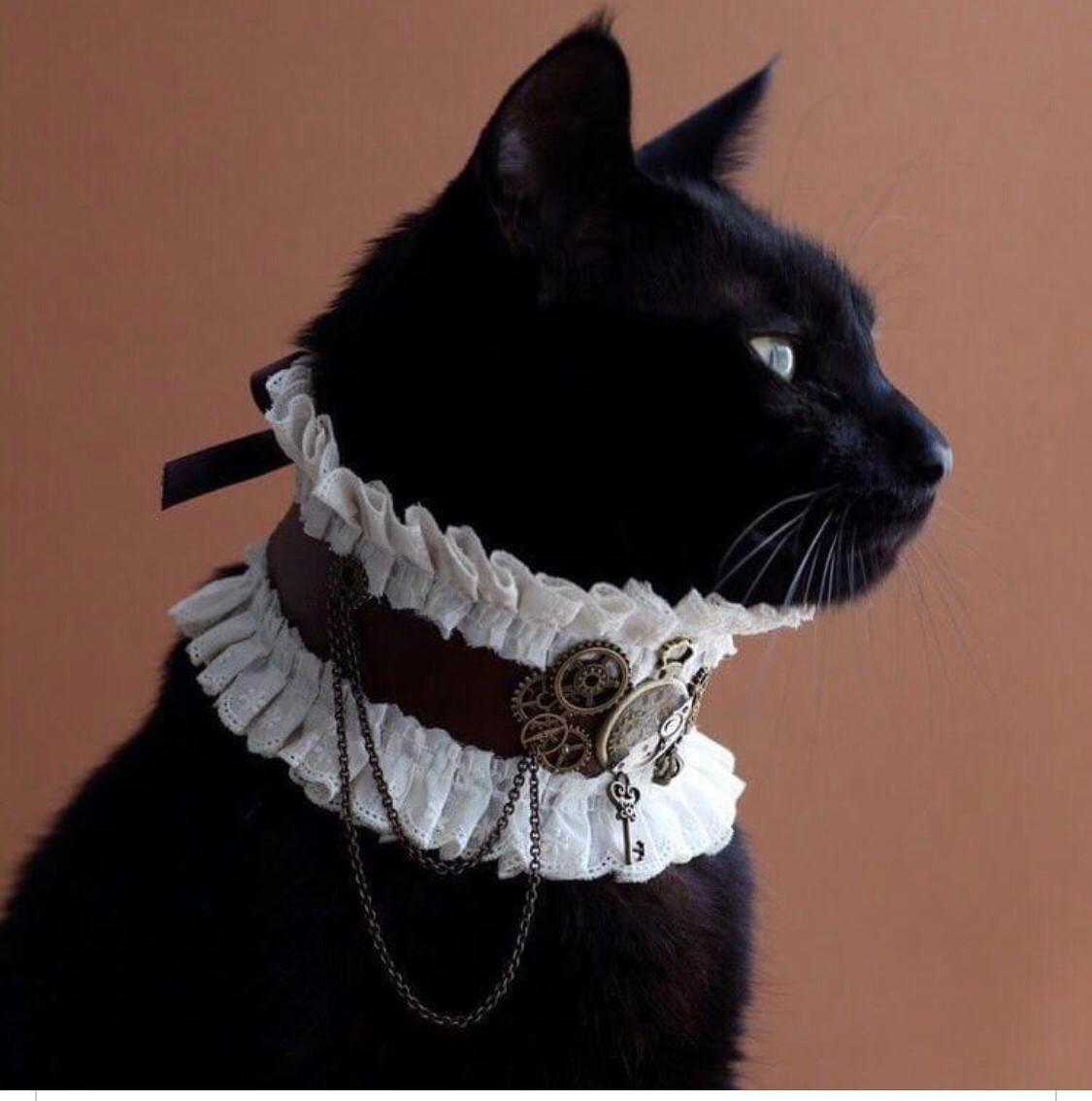 Кот в ошейнике с шипами