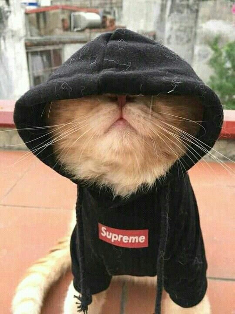 Котик в кофте Суприм